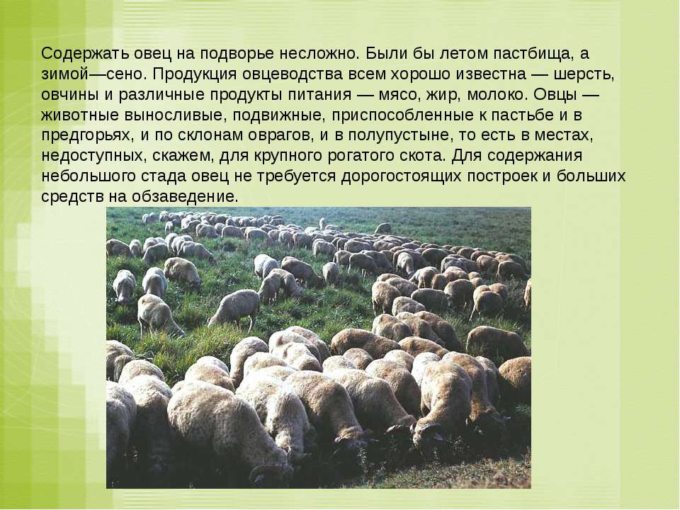 Овцеводство Презентация