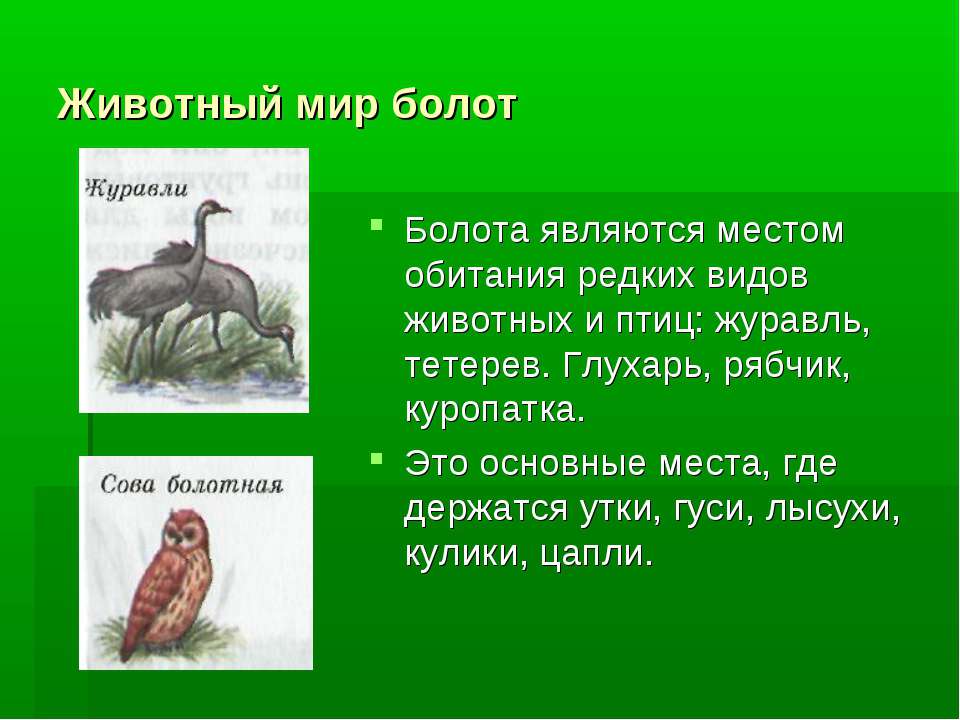 Животный Мир Болот Беларуси Реферат