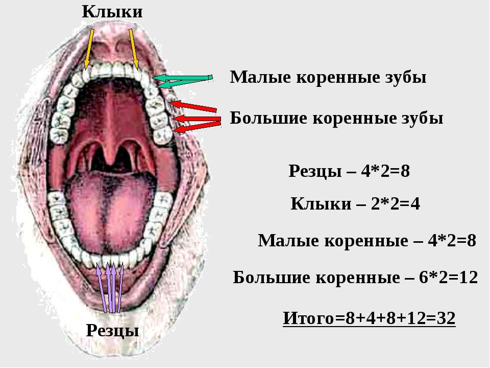 Зуб Коренной Малый фото