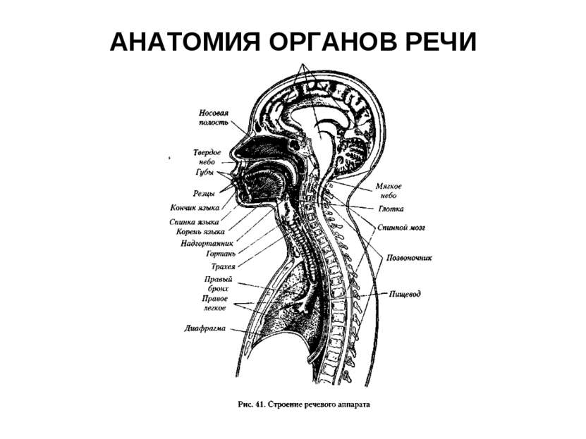 Анатомия Органа Слуха Зрения
