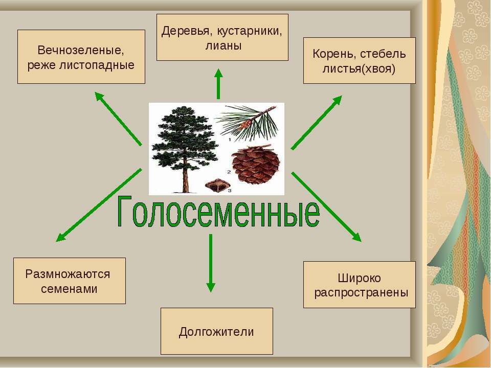 Презентация голосеменные егэ