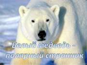 Белый медведь - полярный странник
