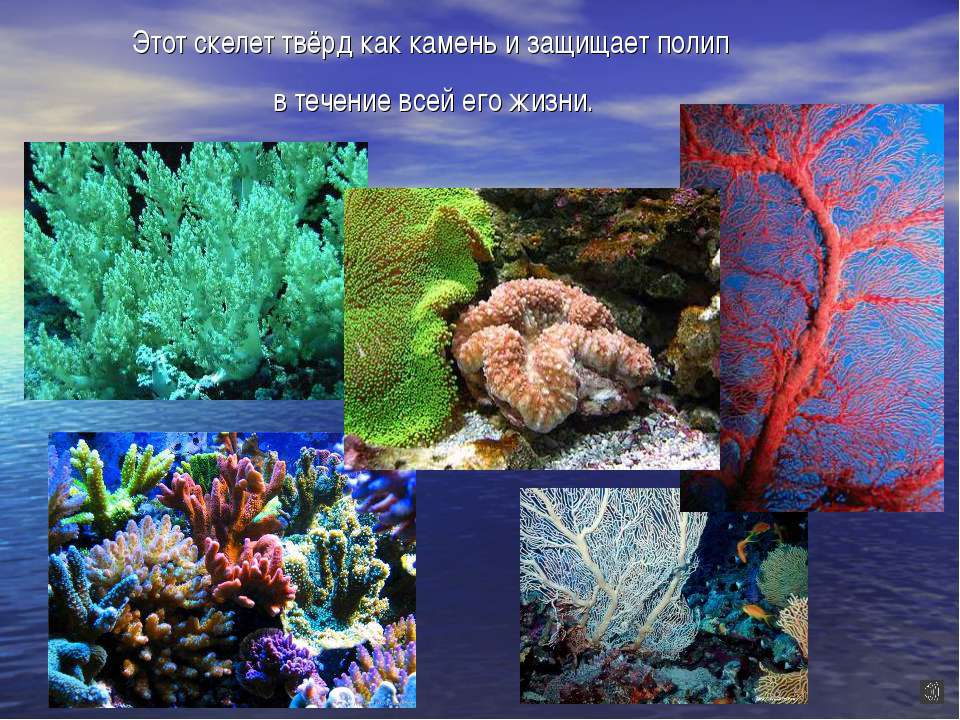Презентация На Тему Коралловые Рифы