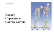 Скелет строение и состав костей