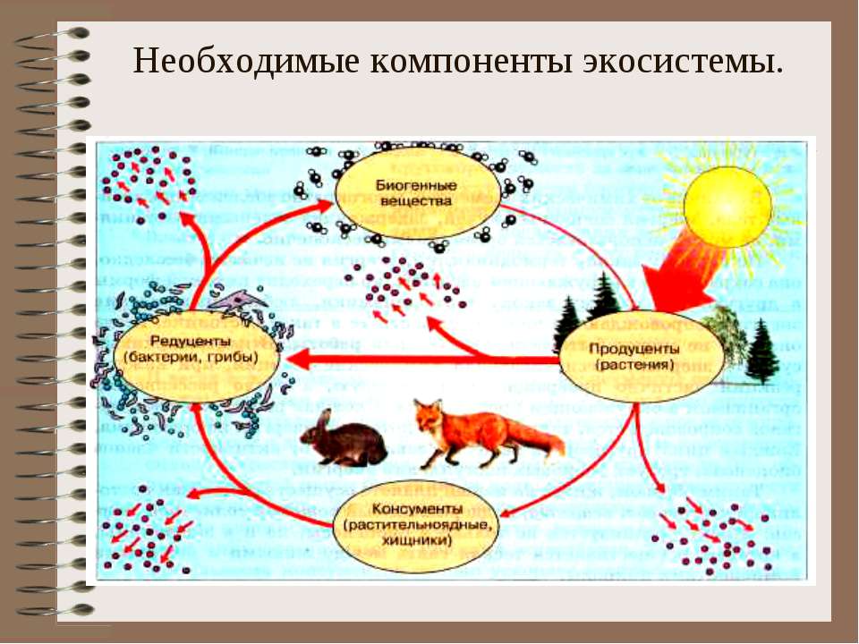 Компоненты экосистемы презентация