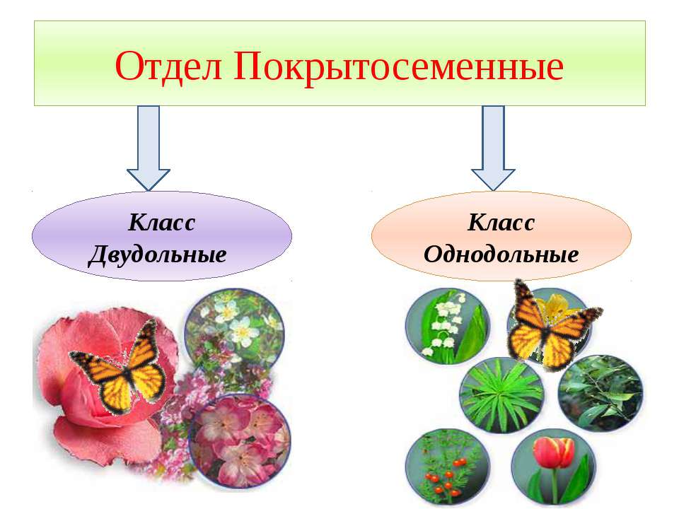 Классификация покрытосеменных растений 7 класс презентация