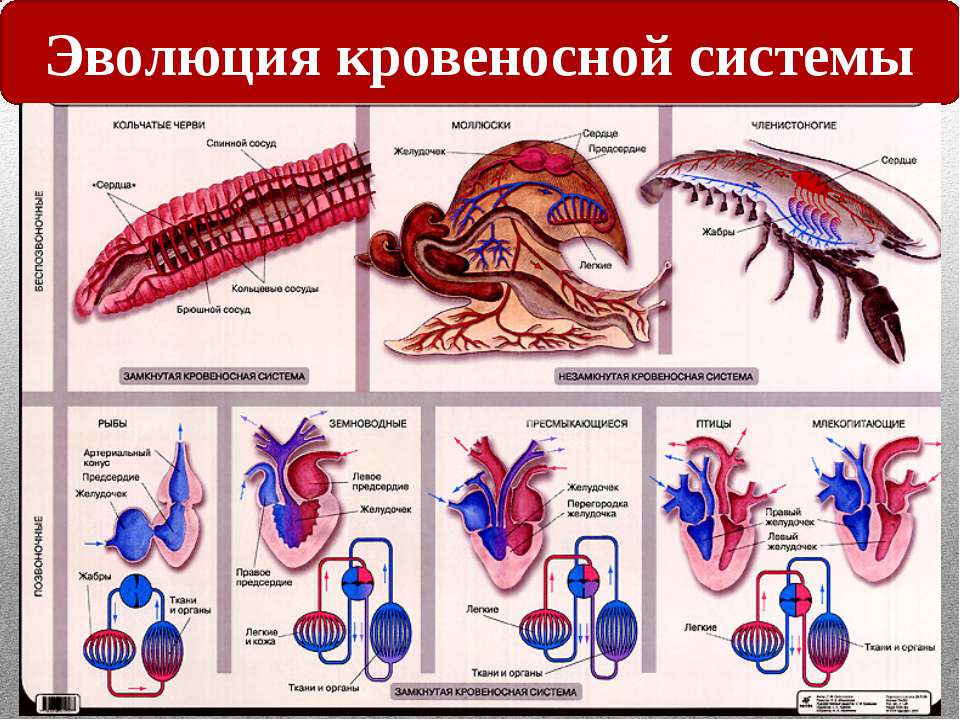 Презентация по биологии 7 класс усложнение строения животных