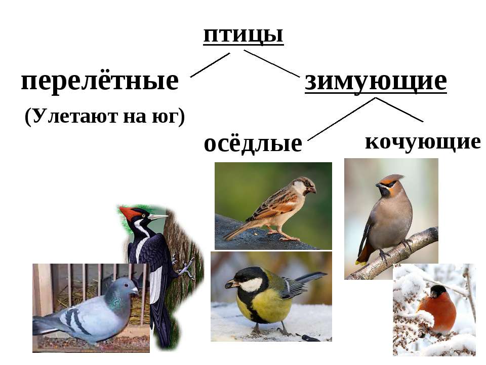 Презентация По Тему Мигрирующих Птиц