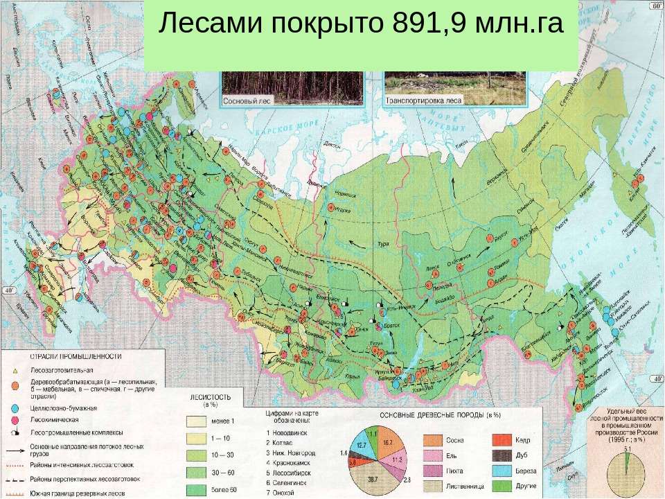 Карта лесной промышленности рф