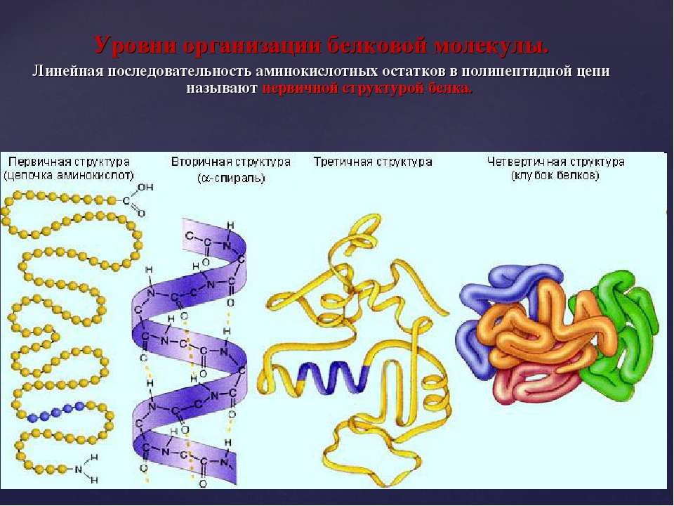 Презентация структура белков