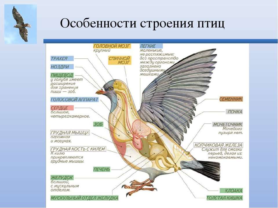 Анатомия птицы ветеринария с картинками