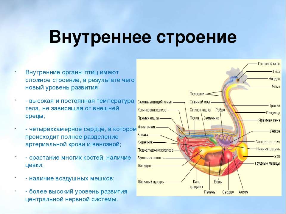 Презентация 7 класс внутреннее строение птиц 7 класс