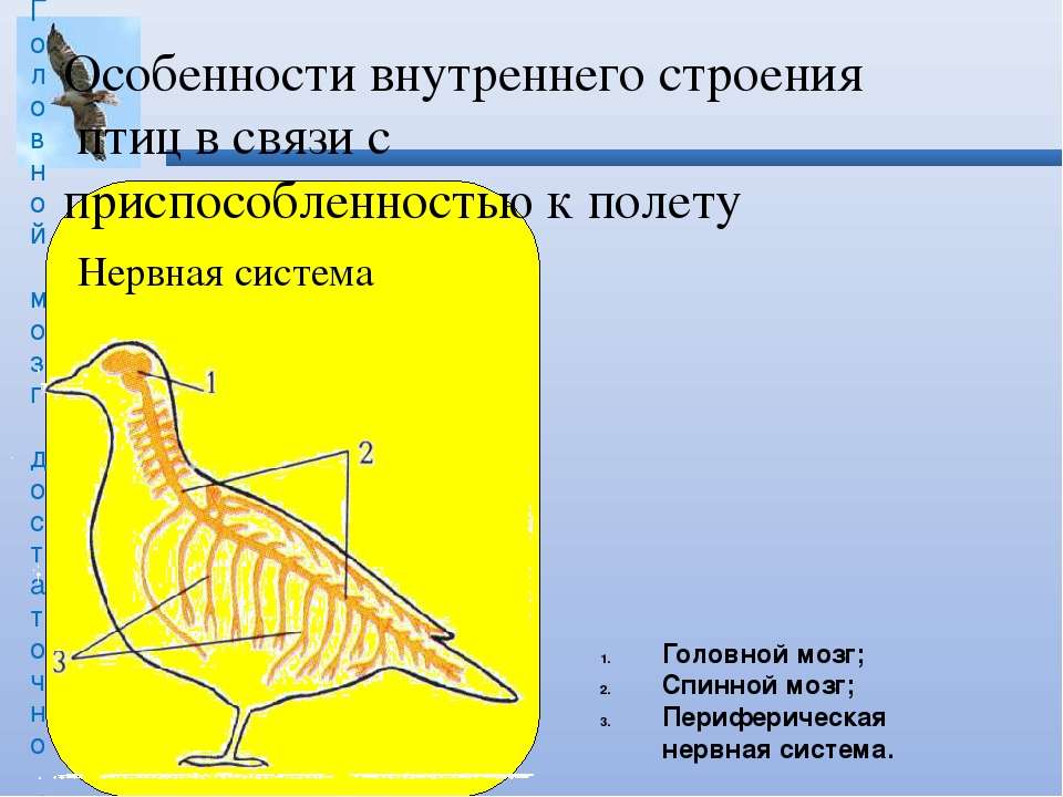 Используя рисунок 61 составьте план сообщения о внутреннем строении птиц