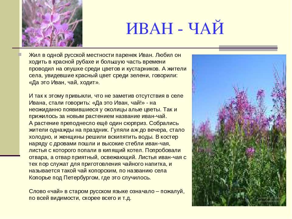 Мифы и легенды о растениях презентация