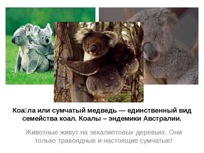 Коа ла или сумчатый медведь — единственный вид семейства коал. Коалы – эндеми...
