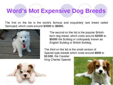 Word’s Mot Expensive Dog Breeds The first on the list is the world's famous a...