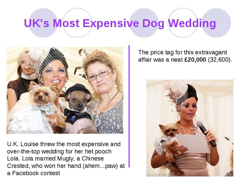 UK's Most Expensive Dog Wedding U.K. Louise threw the most expensive and over...