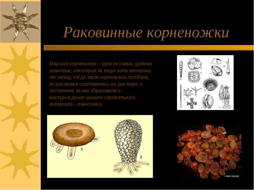 Раковинные корненожки Морские корненожки – одни из самых древних животных, не...