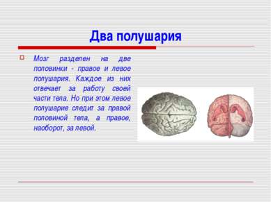 Два полушария Мозг разделен на две половинки - правое и левое полушария. Кажд...