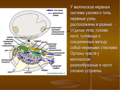 У моллюсков нервная система узлового типа, нервные узлы, расположены в разных...