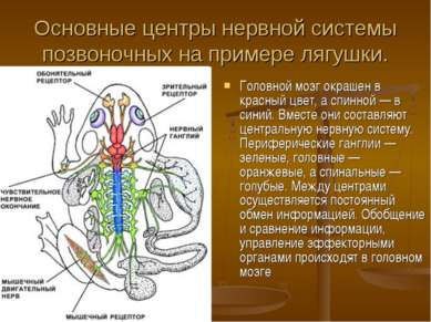 Основные центры нервной системы позвоночных на примере лягушки. Головной мозг...