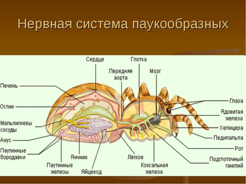 Нервная система паукообразных