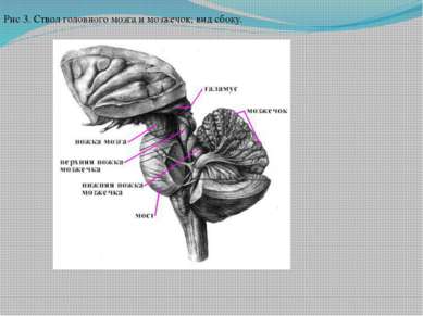 Рис 3. Ствол головного мозга и мозжечок; вид сбоку.
