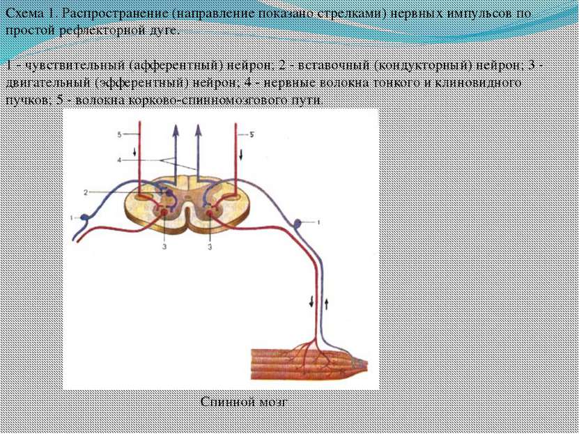 Схема 1. Распространение (направление показано стрелками) нервных импульсов п...