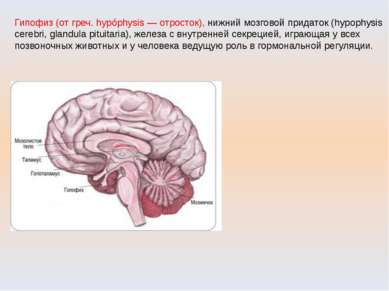 Гипофиз (от греч. hypóphysis — отросток), нижний мозговой придаток (hypophysi...