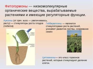 Фитогормоны — низкомолекулярные органические вещества, вырабатываемые растени...