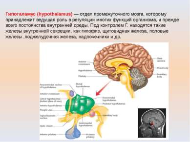 Гипоталамус (hypothalamus) — отдел промежуточного мозга, которому принадлежит...