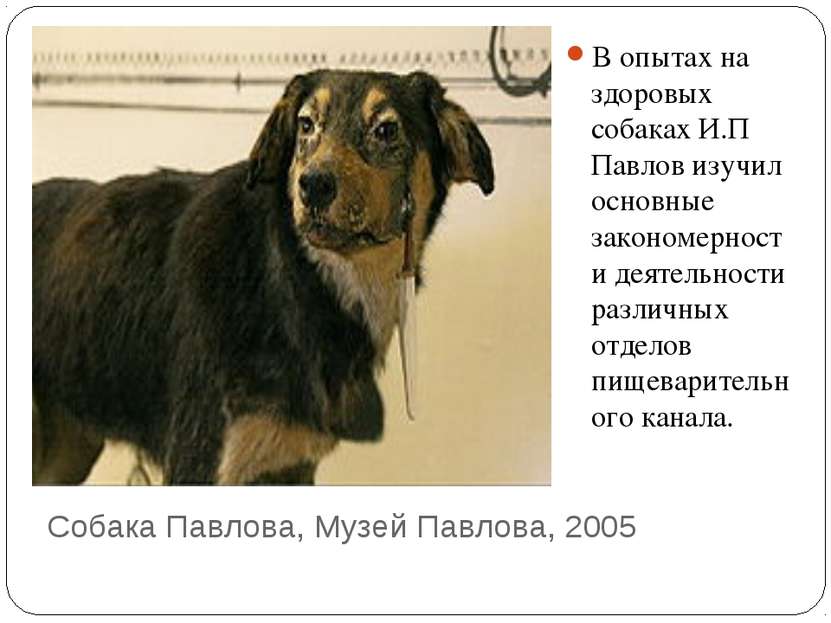 Собака Павлова, Музей Павлова, 2005 В опытах на здоровых собаках И.П Павлов и...