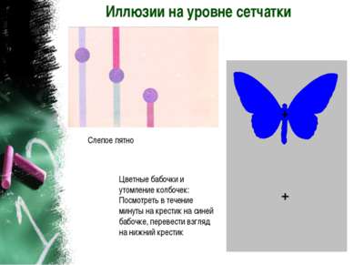 Иллюзии на уровне сетчатки Слепое пятно Цветные бабочки и утомление колбочек:...
