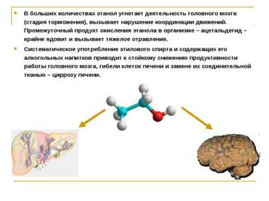 В больших количествах этанол угнетает деятельность головного мозга (стадия то...