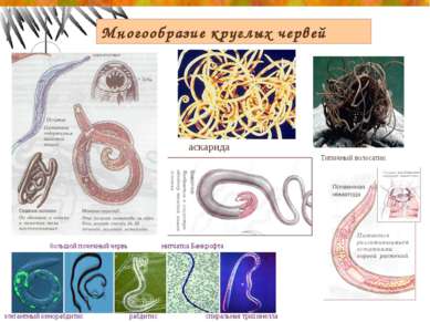 Многообразие круглых червей аскарида спиральная трихинелла элегантный кенораб...