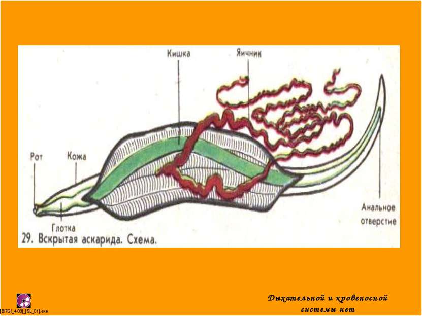 Строение круглых червей Кожно-мускульный мешок состоит из наружной многослойн...