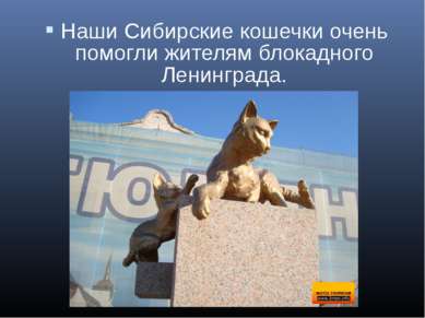 Наши Сибирские кошечки очень помогли жителям блокадного Ленинграда.
