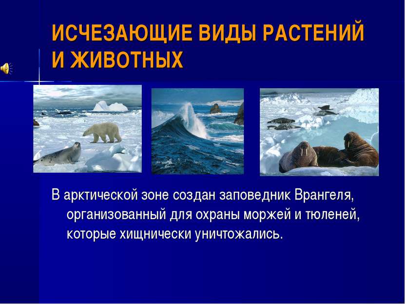 ИСЧЕЗАЮЩИЕ ВИДЫ РАСТЕНИЙ И ЖИВОТНЫХ В арктической зоне создан заповедник Вран...