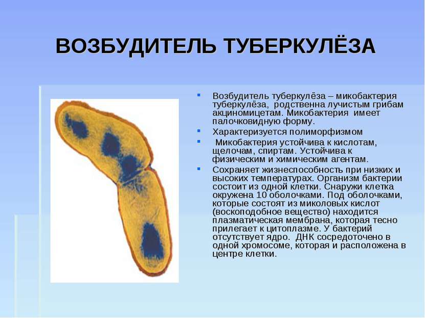 ВОЗБУДИТЕЛЬ ТУБЕРКУЛЁЗА Возбудитель туберкулёза – микобактерия туберкулёза, р...