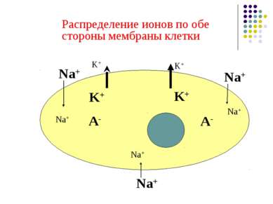 Распределение ионов по обе стороны мембраны клетки Na+ Na+ Na+ K+ K+ A- A- Na...
