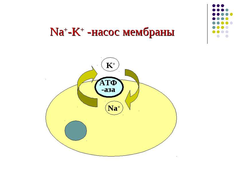 Na+-K+ -насос мембраны Na+ K+ АТФ -аза
