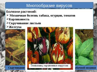 Многообразие вирусов Болезни растений: Мозаичная болезнь табака, огурцов, том...