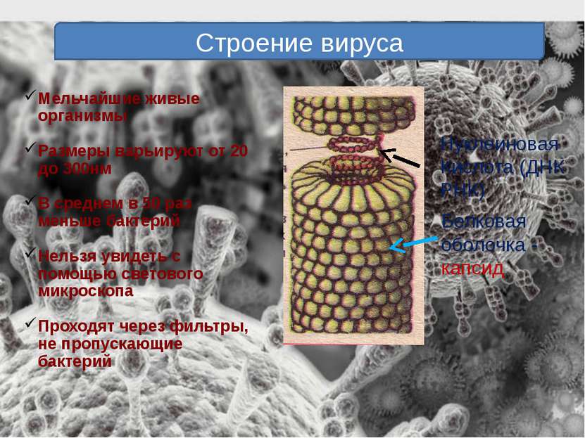 Строение вируса Мельчайшие живые организмы Размеры варьируют от 20 до 300нм В...