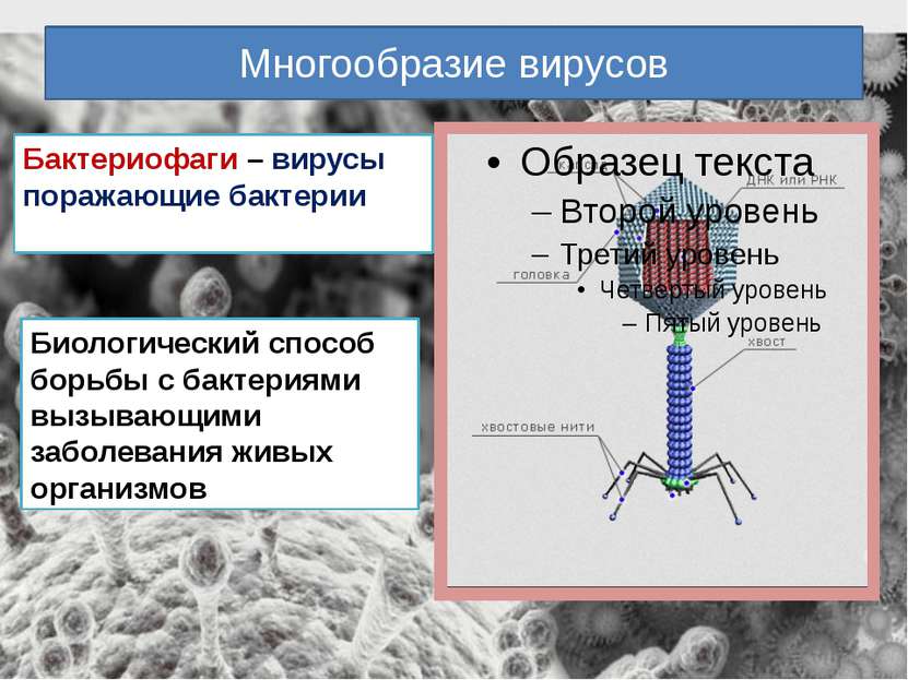 Многообразие вирусов Бактериофаги – вирусы поражающие бактерии Биологический ...
