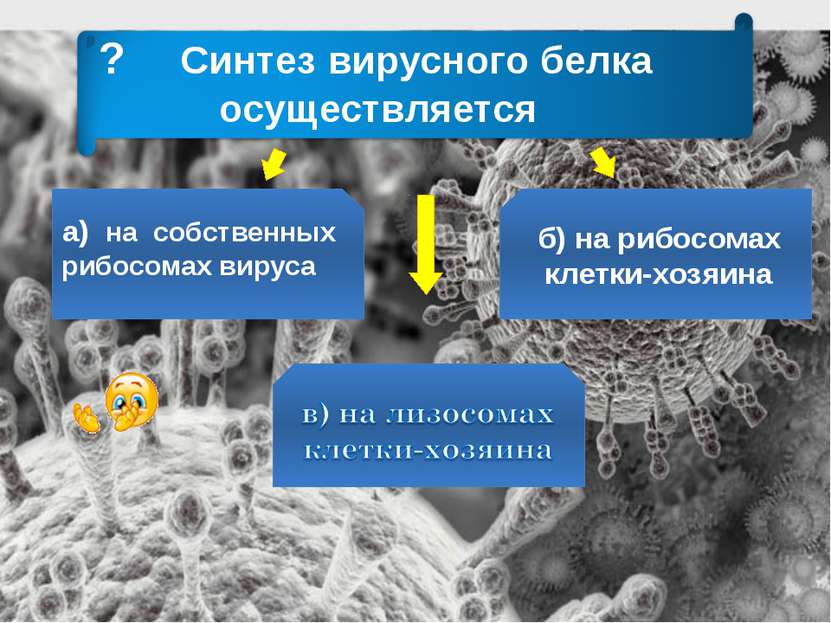 ? Синтез вирусного белка осуществляется а) на собственных рибосомах вируса б)...