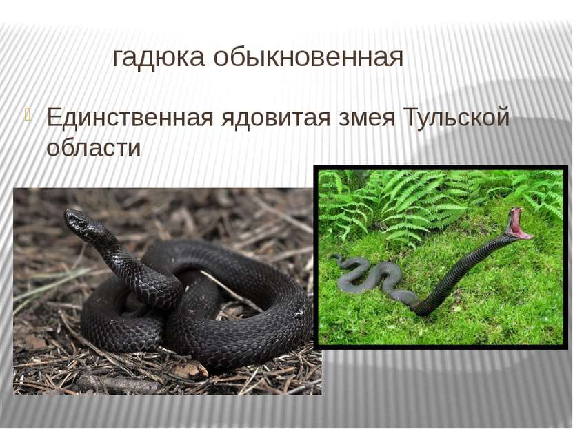 гадюка обыкновенная Единственная ядовитая змея Тульской области