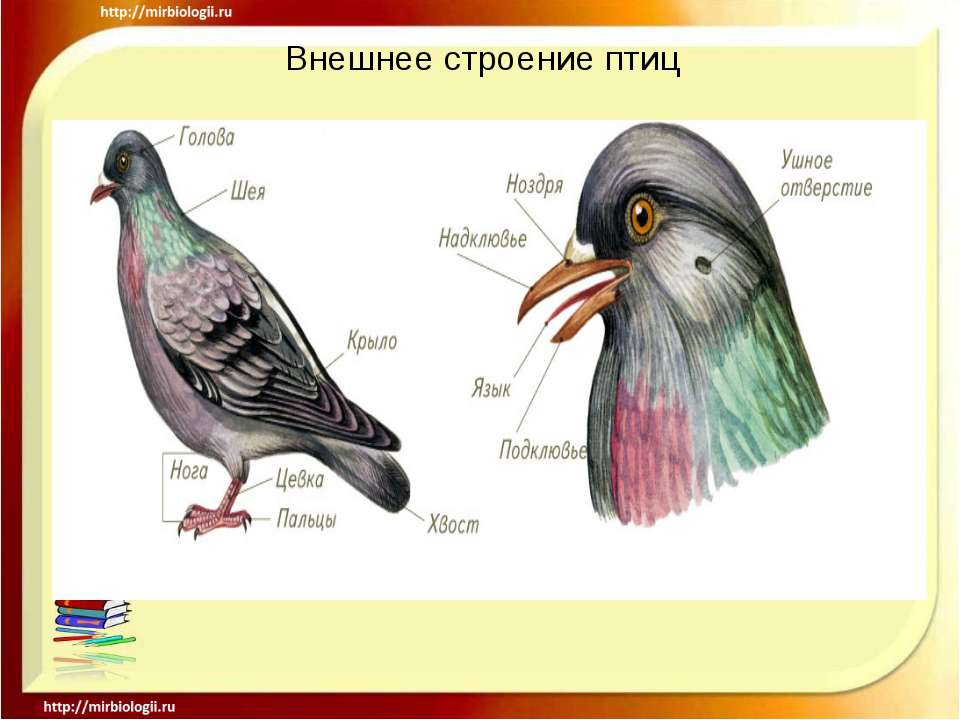 Класс птицы картинка. Внешнее строение птицы биология 8 класс. Внешнее строение птиц. Внешнее и внутреннее строение птиц. Внешний вид и внутреннее строение птицы.