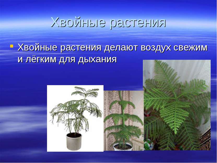 Хвойные растения Хвойные растения делают воздух свежим и лёгким для дыхания