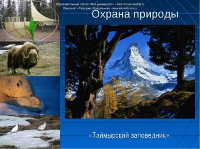 Охрана природы «Таймырский заповедник» Образовательный портал «Мой университе...