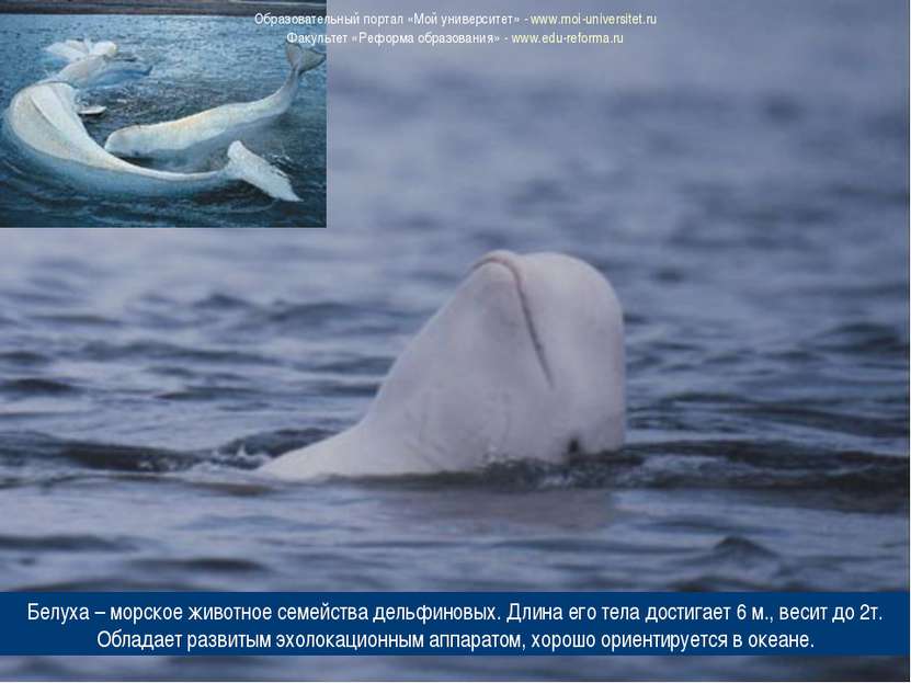 Белуха – морское животное семейства дельфиновых. Длина его тела достигает 6 м...